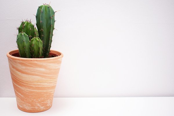 Styley : les indispensables décoratifs pour les amoureux des cactus